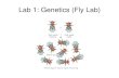 Lab 1: Genetics (Fly Lab)staff.camas.wednet.edu/blogs/cmarshall08/files/... · –Hardy-Weinberg equilibrium •p + q = 1 and p 2 + 2pq + q = 1 •required conditions –large population