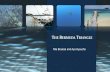 THEB ERMUDA RIANGLE · The Bermuda Triangle mystery was discovered because people convinced each other that it was a dangerous place. Fact Wrong. ... Mysteries unsolved . Boat mysteries