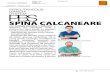 SPINA CALCANEARE - PBS · 2017. 7. 6. · podalico, per microtraumi reiterativi (corridori, podisti, alcuni lavori professionali), per cause genetiche o idiomatiche, per sovrappeso.