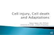 Manar Hajeer, MD, FRCPath University of Jordan , school of ......Cell injury, Cell death and Adaptations Author: Manar Hajeer Created Date: 10/12/2020 9:27:27 AM ...