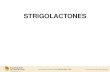 STRIGOLACTONES - akita-pu.ac.jpsatohnagasawa/ASPBstrigolactones.pdf · 2020. 5. 20. · symbiotic interactions Image courtesy of Mark Brundrett Symbiotic AM fungi SLs promotes the