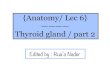 New {Anatomy/ Lec 6}————Thyroid gland / part 2Edited by : Rua’a … · 2020. 5. 9. · * Thyroid gland has to migrate from site of origin [ between future parts of tongue]