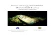 of the Hawksbill TurtleHAWKSBILL TURTLE (Eretmochelys imbricata) Prepared by Pacific Sea Turtle Recovery Team for National Marine Fisheries Service Silver Spring, Maryland and Pacific