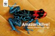 Amazon Alive!d2ouvy59p0dg6k.cloudfront.net/downloads/amazon... · Through our Living Amazon initiative, WWF works with national and regional stakeholders from all nine Amazon countries
