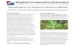 Identification of Virginia’s Noxious Weeds€¦ · Virginia Tech; and Jacob Barney, Associate Professor, School of Plant and Environmental Sciences, Virginia Tech Introduction In
