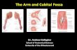 The Arm and Cubital Fossa - University of the Witwatersrandanatomical-sciences.health.wits.ac.za/gross-anat/AGML2013.pdf · This is a RIGHT arm, with the anterior compartment to the
