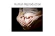 The Male Reproductive System - Weeblymarandoscience.weebly.com/uploads/2/3/7/6/23768555/reproductio… · Rectum- storage of feces (no reproductive function) 7. Seminal vesicle- secrete