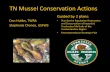 TN Mussel Conservation Actions - CLINCH-POWELL CLEAN ...cpcri.net/wp-content/uploads/2014/06/FreshwaterMusselAugmentati… · Cumberlandia monodonta, Ptychobranchus subtentum. Accomplishments