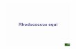 03 Rhodococcus Internet - uni-muenchen.de€¦ · aus: Quinn et al. (2000): Clinical veterinary microbiology Mosby, S. 140 Rhodococcus equi. Ätiologie: - pleomorphes Stäbchen -