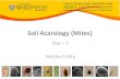 Soil Acarology (Mites) - Biodiversity Projects Mite phylogeny an… · Soil Acarology (Mites) Day – 3 Felicity Crotty . Mite Phylogeny Day – 3 Felicity Crotty >30 taxa . 5000