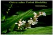 This document may be cited as - Prince Edward Point Bird ... Point BIOBLITZ 20… · An exciting new discovery for Ostrander Point was the Harvester Butterfly, the caterpillars of