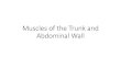 Muscles of the Trunk and Abdominal Wall · Fascia of abdominal wall •Deep fascia •Covers the muscles •Fascia transversalis •Lines transversalis m., diaphragm, & iliacus m.