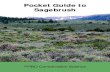 Pocket Guide to Sagebrush - Sage Grouse Initiative · 2017. 2. 7. · Green, Marcus Miller, Durant McArthur, David Tart, John McReynolds, Richard Miller, Brock Benson, Roger Rosentreter,