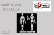 ANATOMIJA IN FIZIOLOGIJA - Ju-jitsu · 2018. 1. 22. · ANATOMIJA IN FIZIOLOGIJA Jure Penica, dipl. fizioterapevt. Skelet •Odrasel človeški skelet sestavlja 206 kosti in predstavljajo