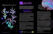 Hippophae rhamnoides L. - Naturschutzbund VERBINDET/StrauchOktober... · Hippophae rhamnoides in: Flora Batava vol. 2 (1807) Sanddorn Der stattliche Sanddorn mit seinen zarten Ästen