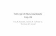 Principi di Neuroscienze Cap 33 · 2012. 10. 23. · L’organizzazione del movimento • I sistemi motori generano movimen riﬂessi, ritmici e volontari • I movimen volontari