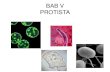 BAB V PROTISTA - indramalini.files.wordpress.com · Siklus hidup salah satu Protista yang menyerupai jamur, yaitu Dictyostelium discoideum 1. Tubuh buah dengan struktur penghasil