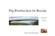 Pig Production In Russia - Porcat.orgglobal pig market. • Russia will meet its target of becoming self sufficient (although not as quickly as it plans) and this will impact globally.