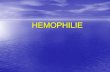 HEMOPHILIE · 2017. 10. 8. · Facteur VIII: STRUCTURE, ACTIVATION ET FONCTION •Glycoprotéine (320 kD) •Synthétisée principalement par les hépatocytes •Stabilisée et protégée