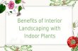 Benefits of Interior landscaping with Indoor Plants