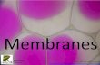 Membranesmmsalemscienceteacher.weebly.com/.../24-membranes-2014.pdf · 2018. 9. 9. · Explain passive transport across membranes by simple diffusion & facilitated diffusion. Simple