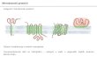 Membranski proteini - Študentski.net · transport elektronov. Bakterijski fotosintetski reakcijski center periplazma citoplazma hn 1 2 4 3 1. Posebni par klorofilov absorbira foton