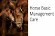 Horse Basic Management Care - Universitas Brawijayavlm.ub.ac.id/pluginfile.php/43690/mod_resource/content/1...•Juga, gusi terlihat surut (oleh karena itu ada terminologi ^getting