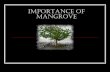 Importance of Mangrove - Malaysian Nature Society...2019/03/05  · adaptations Pneumatophores of Avicennia (Api-api) Physiological adaptations anaerobic substratum Mangrove roots