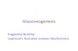 Gluconeogenesis - JU Medicine€¦ · •Gluconeogenesis –Sustained synthesis –Slow in responding to falling blood glucose level •Glycogen –Storage form of glucose –Rapid