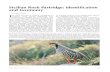 Sicilian Rock Partridge: identification and taxonomy T · 2013. 7. 8. · 83 Sicilian Rock Partridge: identification and taxonomy forehead is often absent or narrow and the black