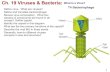 Ch. 19 Viruses & Bacteria: What Is a Virus?questions).pdfCh. 19 Viruses & Bacteria: Define virus. What are viruses? Define and translate bacteriophage. Review virus composition. What