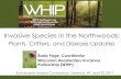 Invasive Species in the Northwoods · 2017. 7. 16. · Without predators, invasives can overtake native species Health: Wild Parsnip, Giant Hogweed Economics: In the U.S., costs of