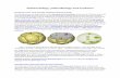 Palaeontology, palaeobiology and evolution...It contains well-preserved fossils that resemble embryos, algae, acritarchs, and small bilaterians. Dated at between 580 to 600 Ma (See