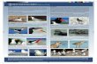 BEACH-NESTING BIRDS Reference Guide · 2014. 2. 5. · BEACH-NESTING BIRDS Conservation & What you can do 1 2 3 REPORT YOUR OBSERVATIONS WATCH OUT FOR CHICKS MINIMIZE NEST DISTURBANCE