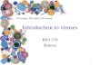 Introduction to viruses - Warner Pacific Universityclasspages.warnerpacific.edu/SRamos/BIO370 lectures... · 2018. 1. 12. · 18 Modes of Viral Multiplication General phases in animal