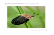 Sherwood Forest Coleoptera - Eakring ... Haliplus Latreille, 1802 Haliplus lineatocollis (Marsham, 1802)
