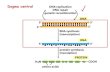 Dogma central - UNAMdepa.fquim.unam.mx/amyd/archivero/Clase15_21751.pdf · 2012. 10. 19. · mRNA rRNA tRNA snRNA snoRNA RNAs scaRNA miRNA siRNA Otros no codificantes RNA mensajero,