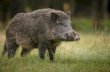 Afrykański pomór świń w populacji dzika - postępowanie ... · AFRYKAŃSKI POMÓR ŚWIŃ Decyzja wykonawcza Komisji (UE) 2017/2267 z dnia 7 grudnia 2017 r. zmieniająca załącznik