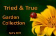 Tried & Truetried-and-true.com/wp-content/uploads/2011/09/2019-Tried...Great accent for Geraniums and Verbenas. BACOPA Vanilla Shake Sun-loving, versatile plant. Great accent for Geraniums