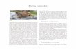 Pumaconcolordocshare01.docshare.tips/files/26064/260649397.pdf · 2017. 10. 5. · Pumaconcolor Puma. Elpuma,leóndemontaña,leónopantera(Pumacon-color),[2]esunmamíferocarnívorodelafamiliaFelidae