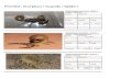 Pricelist: Scorpions / Isopoda / Spiders · 2020. 9. 10. · Pricelist: Scorpions / Isopoda / Spiders Androctonus amoreuxi Clade 1 Origin€: Marocco Instar Instar female male sub-adult