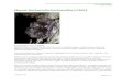 Mopek Barbastella barbastellus (1308)siedliska.gios.gov.pl/.../Mopek-Barbastella-barbastellus.pdf · 2017. 12. 20. · Mopek Barbastella barbastellus (1308) Koordynator: Iwona Gottfried