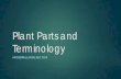 Plant Parts and TeminologyPlant Life Cycles Annual: plants that complete their entire life cycle in one year Ie: Bromus tectorum, Cryptantha spp, Helianthus annua Biennial: plants