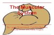 The Muscular System - State College Area School District...The Muscular System By: Laura Brownstead, Caroline Bennett, Christy Brock, and Katie Rogers. Main Parts Of The Muscular System
