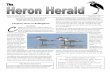 aspian Terns in ellingham - Rainier Audubon · 2020. 10. 1. · 2012 Heron Herald as well as Page 7 in this issue). We have additional work parties scheduled on September 8 & 10.