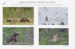 Large carnivores in Nordic Countries - European Commission · Large carnivores in Nordic Countries Ilpo Kojola, Natural Resources Institute Finland (Luke) at Rovaniemi ... Reproduction
