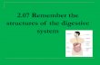 The Digestive System 2.04 Understand the Digestive System › cms › lib02 › NC01001905...Structures of the digestive system Accessories… Pancreas Secretes digestive enzymes Located