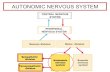 AUTONOMIC NERVOUS SYSTEM 20-21 · 2020. 11. 5. · Gastro-intestinal tract: Increased secretion Increased peristalsis Decreased sphincter tone Bladder: Increased detrusor tone Decreased