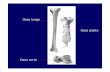 Osso lungo Osso piatto - FISIOKINESITERAPIA-NEWS.ITfisiokinesiterapia-news.it/download/scheletro4.pdfcomprende ossa lunghe, piatte e corte. A simmetria bilaterale, consiste di una