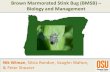 Brown Marmorated Stink Bug (BMSB) – Biology and Managementpnwpestalert.net/uploads/...marmorated-stinkbug.pdf · Stink bug feeding . Relative of aphids, psylla, leafhoppers, & scales.